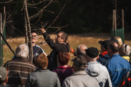 Obrezovanje sadovnjaka ob Prežihovi bajti (12)